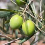 olives, branch, oil