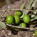 olives, green, green olives