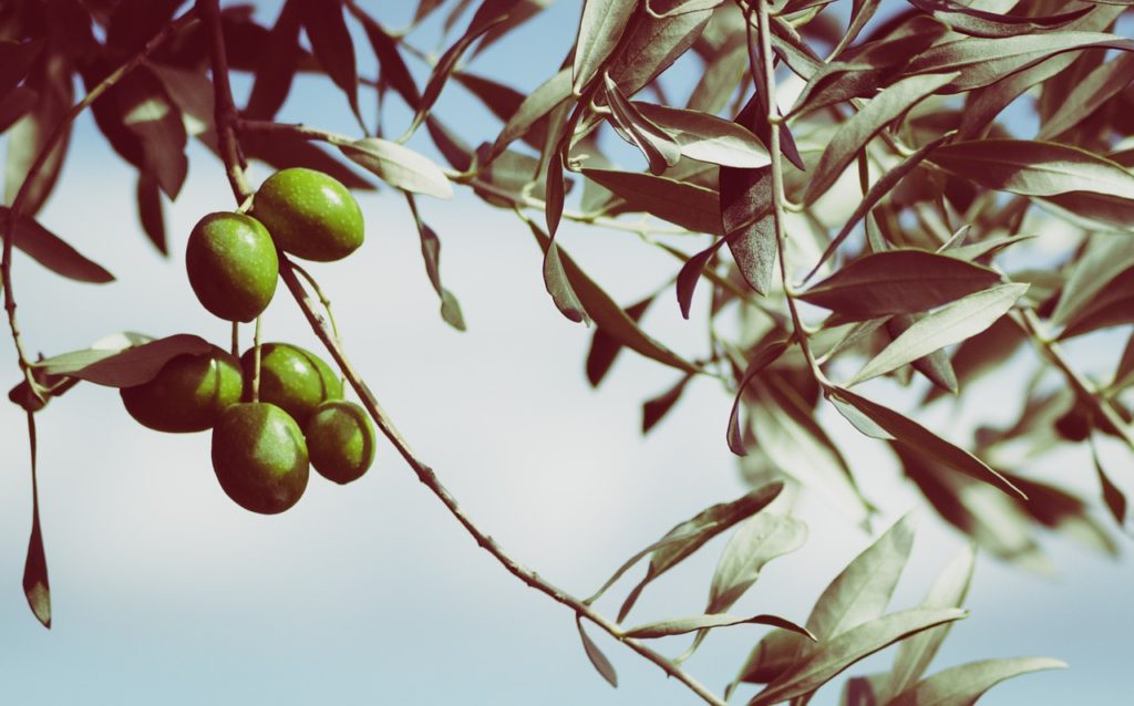 olives, olive tree, fruits