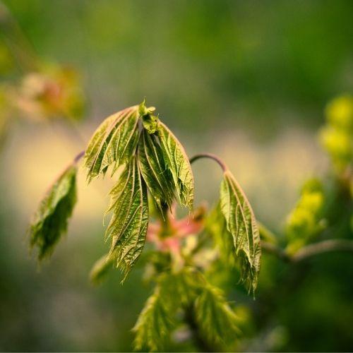 fusarium-leaves-agrisc