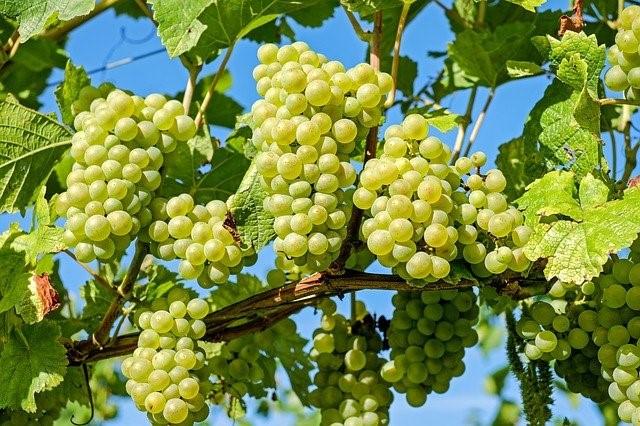 vineyard-problems-agrisc