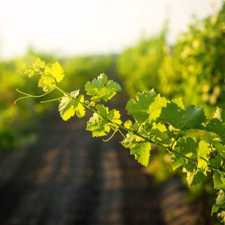 abiotic-stress-vineyard-agrisc