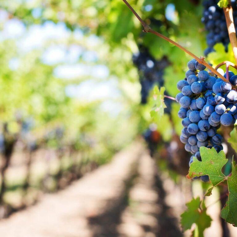 vineyard-abiotic-stress-agrisc