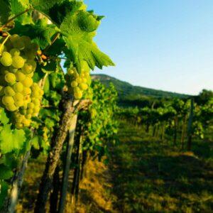 vineyard-stress-agrisc