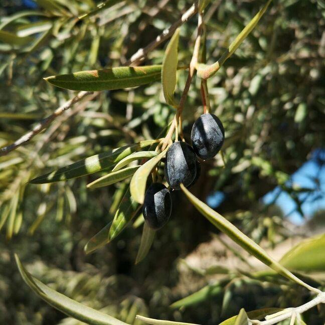 olive-tree-black
