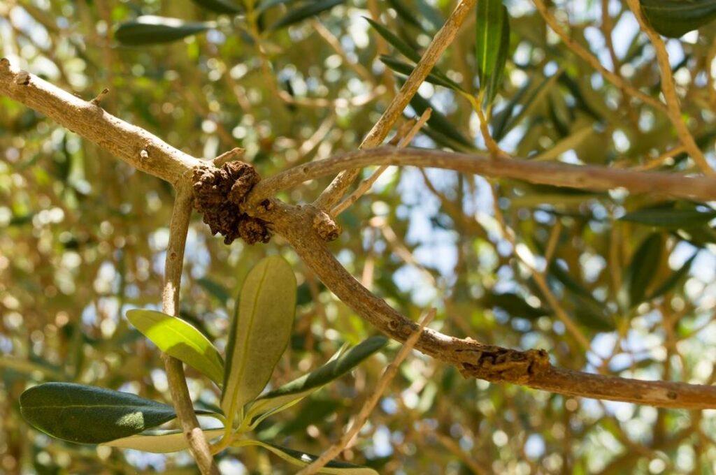 olive-tree-carcinoma