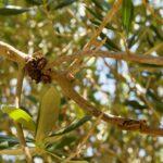 olive-tree-carcinoma
