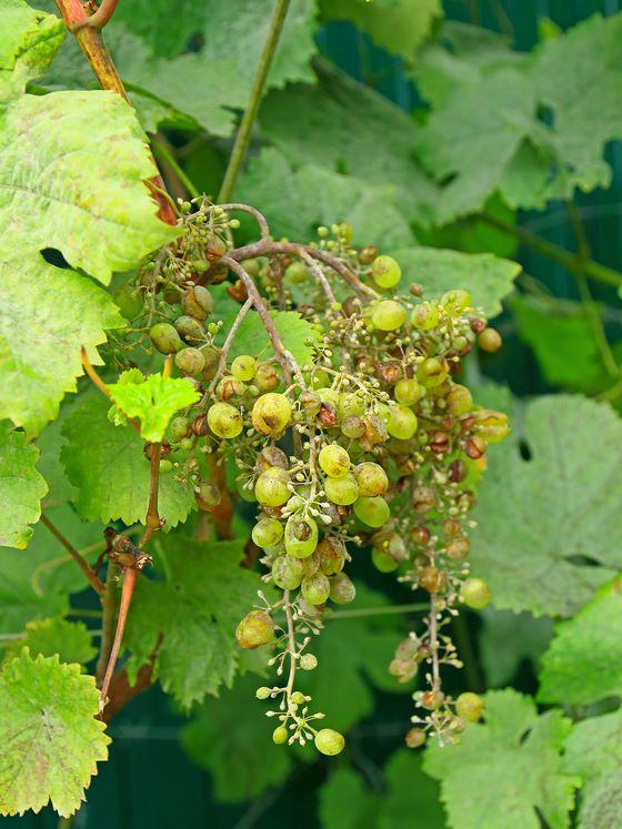 vineyard-Uncinula necator rs