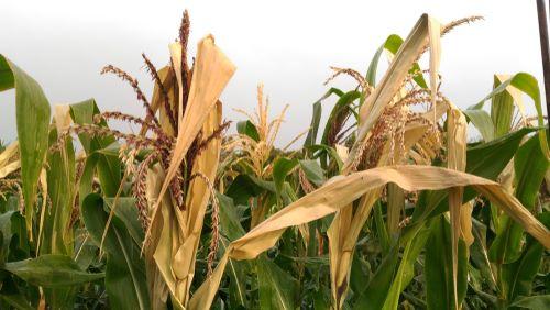 corn-abiotic-stress-low