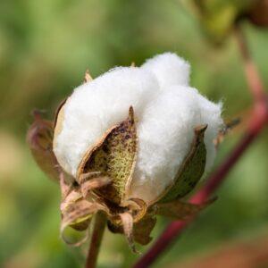cotton-blossom