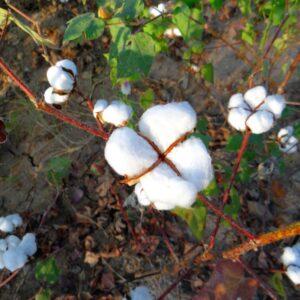 cotton-branches
