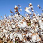 cotton-cultivation-cover