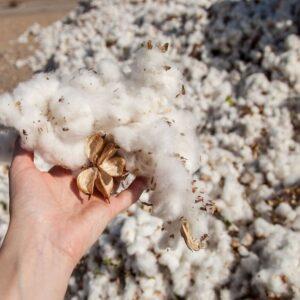 cotton-gathering