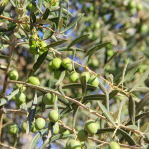 green-olives-on-branches
