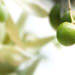green-olives-white-background