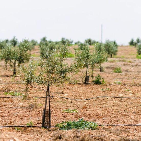 irrigating-olive-trees