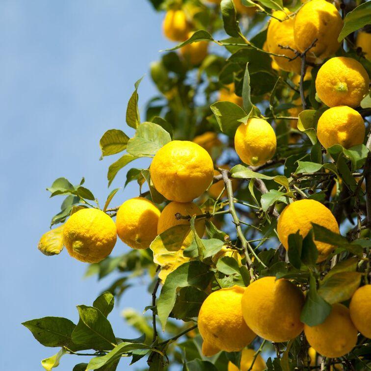 lemons-tree