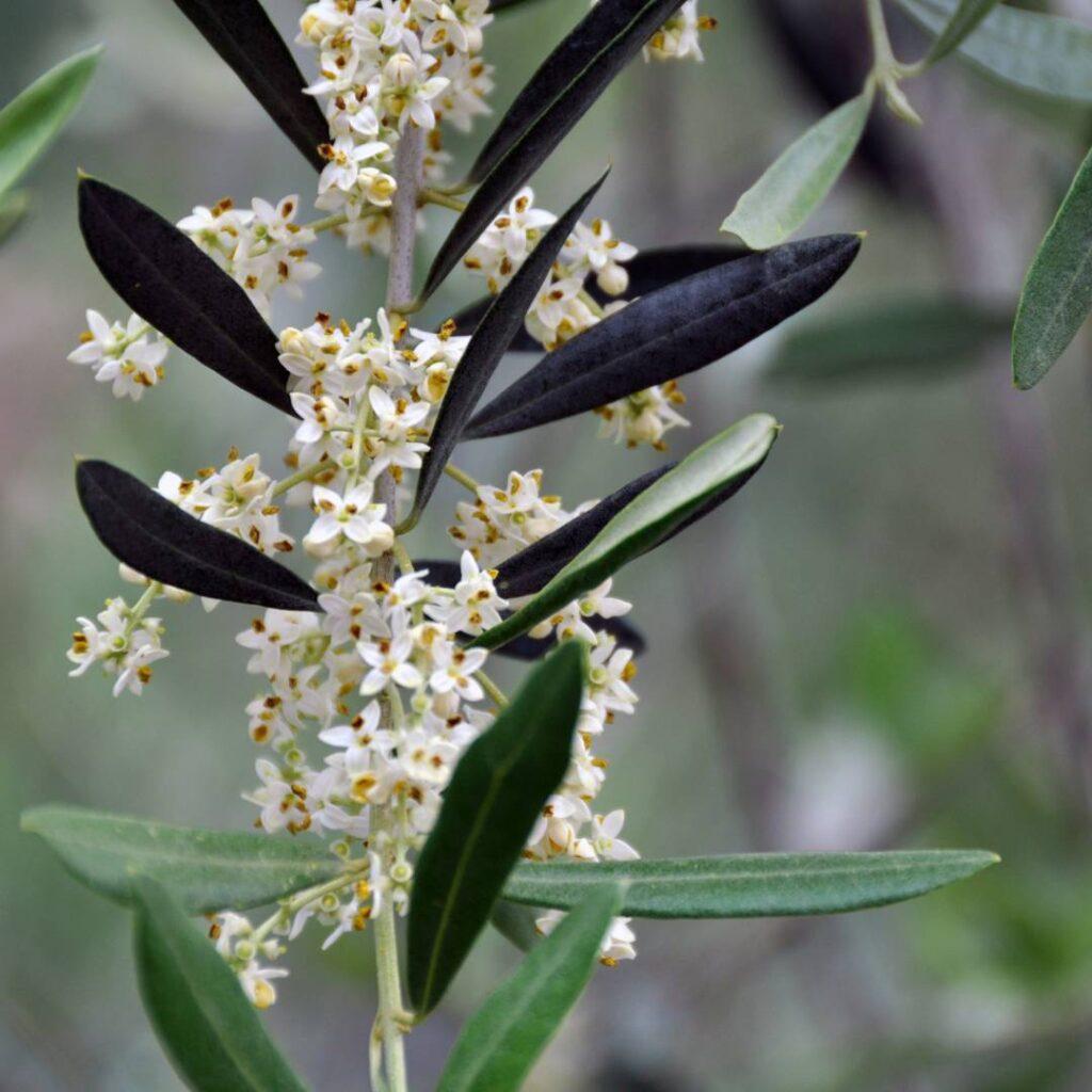 olive-blossom-agrisc