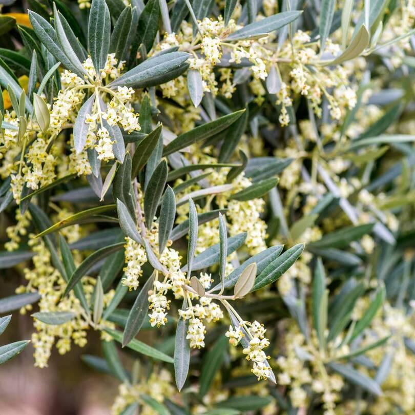 olive-blossoming-agrisc