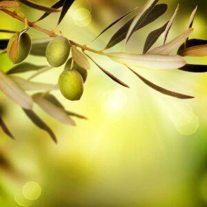 olive-leaves-lack-of-boron