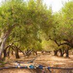 olive-tree-irrigating-cover