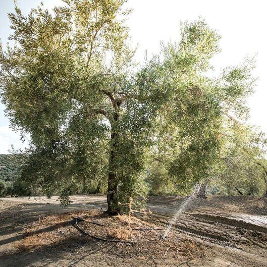 olive-tree-irrigating