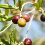 olives-black-on-a-tree