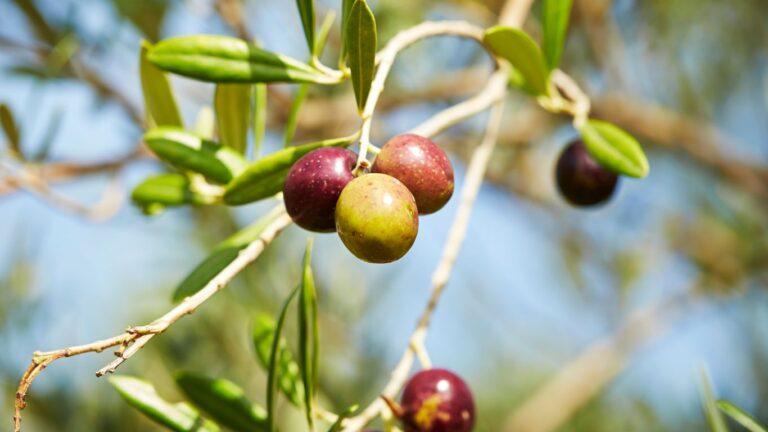 olives-black-on-a-tree
