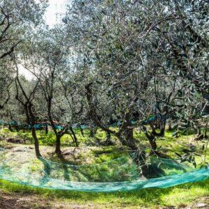 olives-gathering