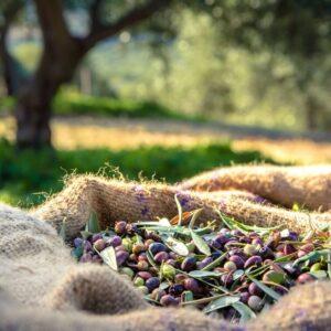 olives-inside-the-sack