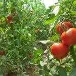tomato-cover-greenhouse