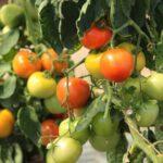 tomato-nutrients