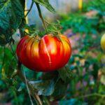 tomato-stressed-abiotic