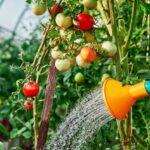 tomato-watering