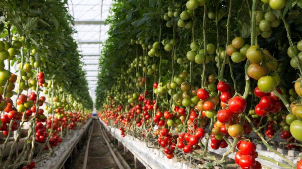 tomatos-in-greenhouse-cover