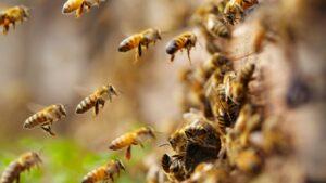 bees-population