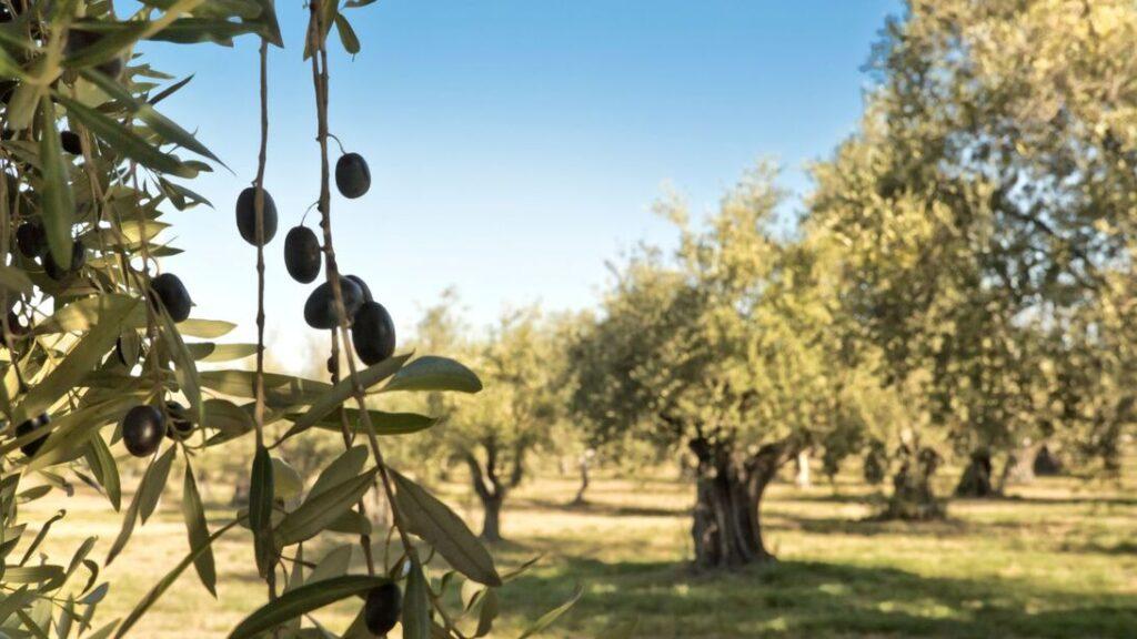 black-olives-on-branch
