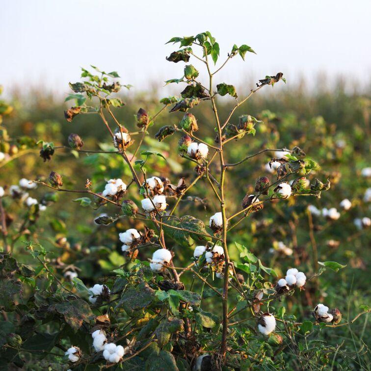 cotton-plant-green-leaves