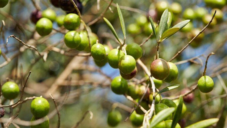 green-olives-on-branch