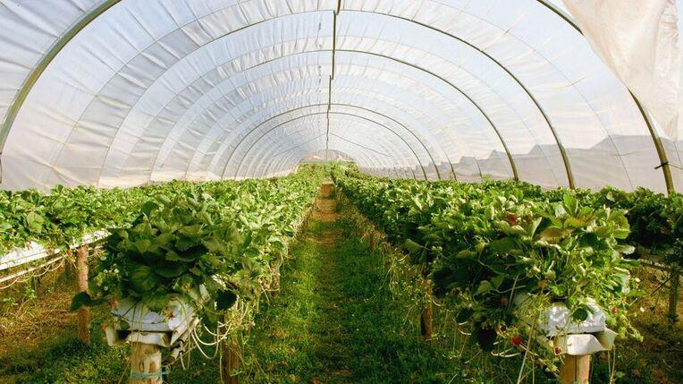 greenhouse-strawberry-crop