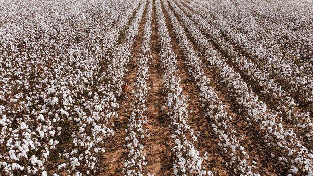 industrial-crop-cotton
