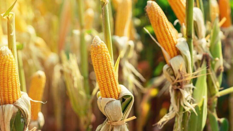 industrial-crops-corn-plant