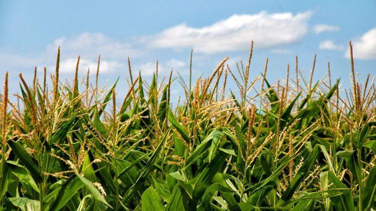 industrial-crops-corn