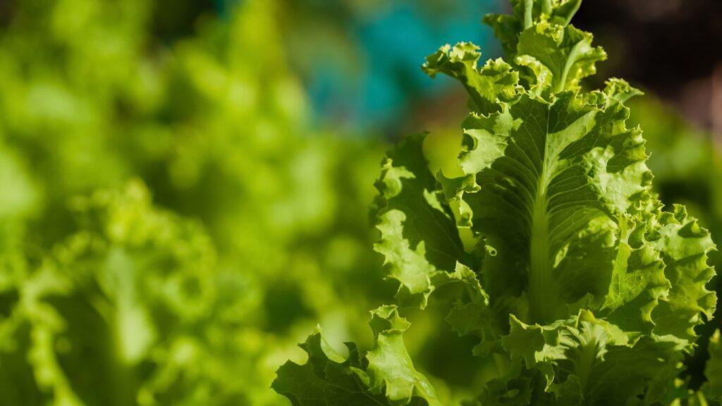 lettuce-green