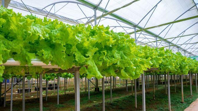 lettuce-in-greenhouse