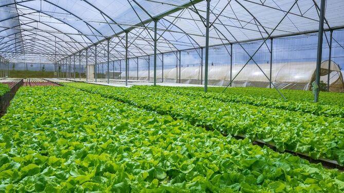 lettuce_greenhouse