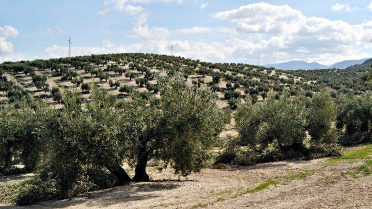 olive-trees-field