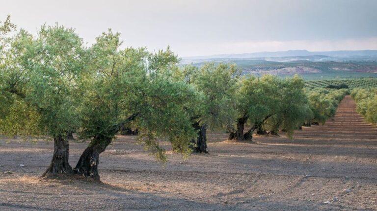olive-trees-field