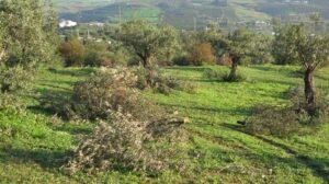 olive-trees-pruning