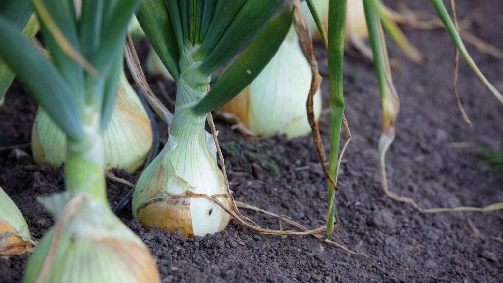 onion-in-soil